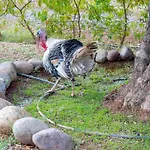 Ferme Sidi Safou & Spa