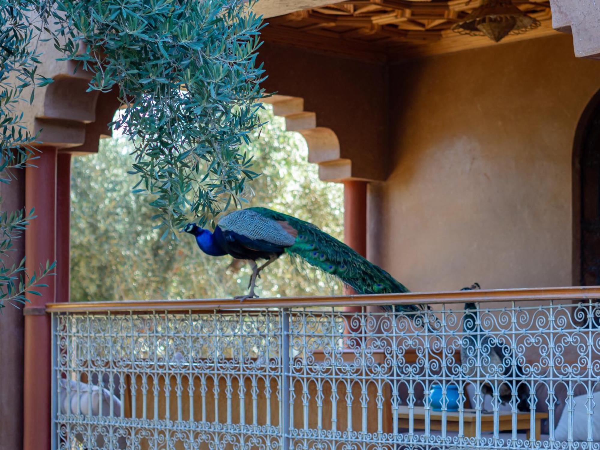 Vakantieboerderij Ferme Sidi Safou &