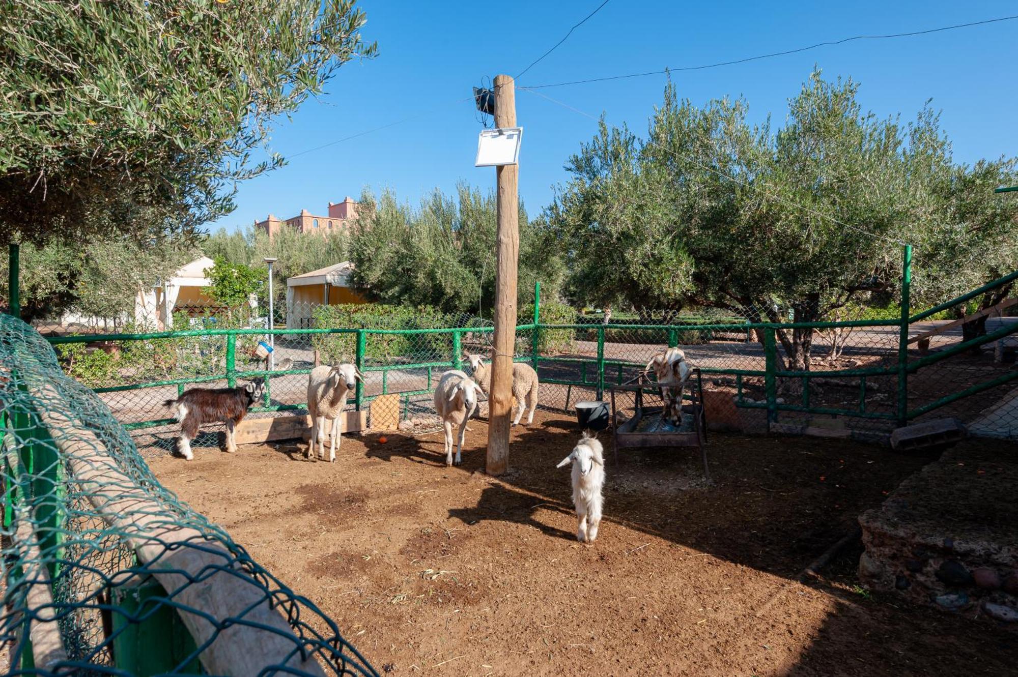 Vakantieboerderij Ferme Sidi Safou &