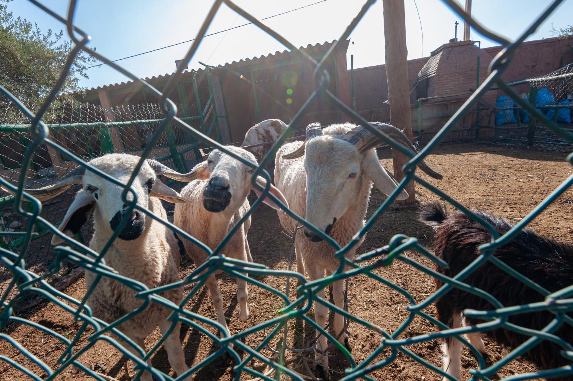 Ferme Sidi Safou & Vakantieboerderij *