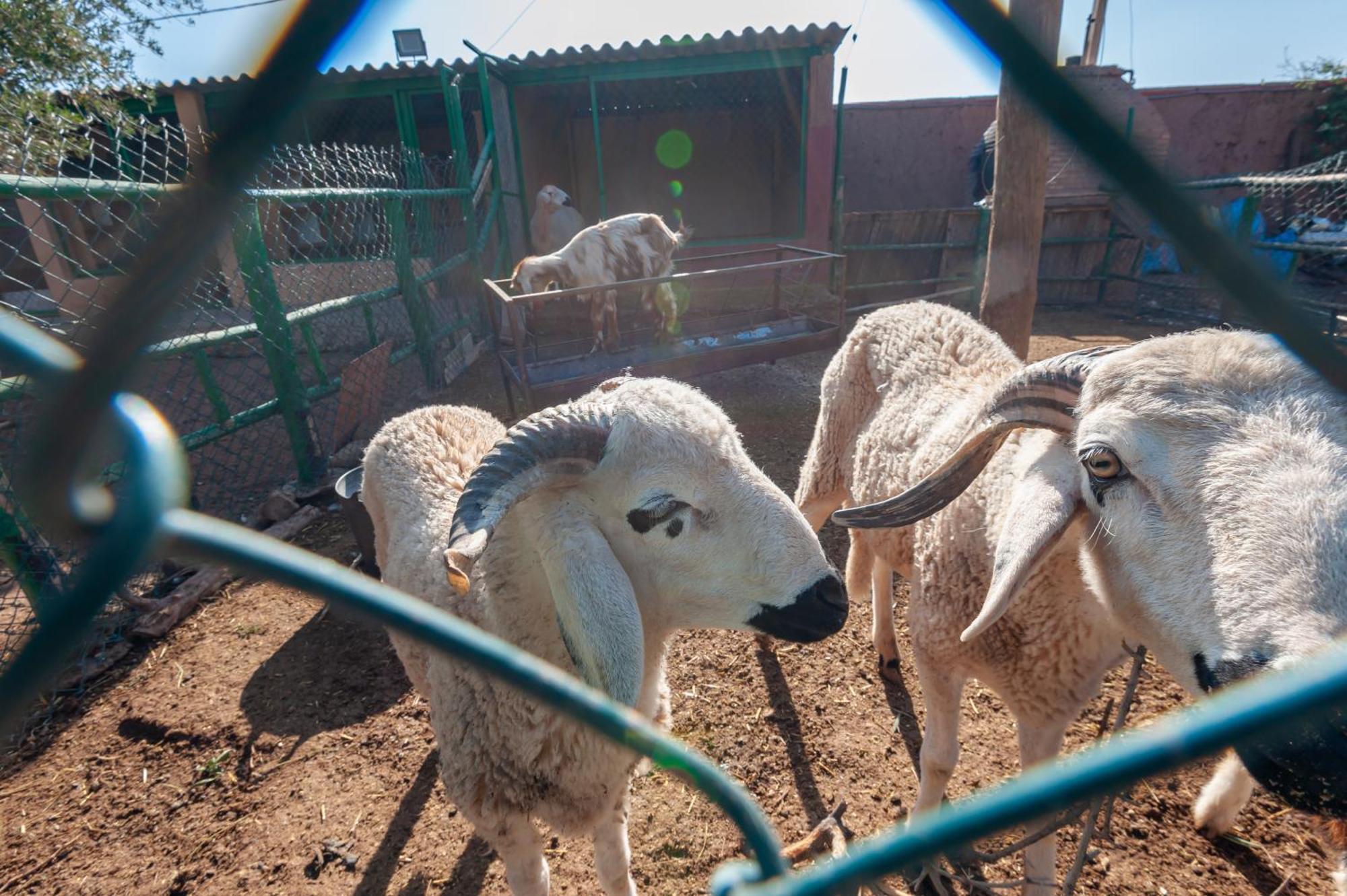 Ferme Sidi Safou & Vakantieboerderij *
