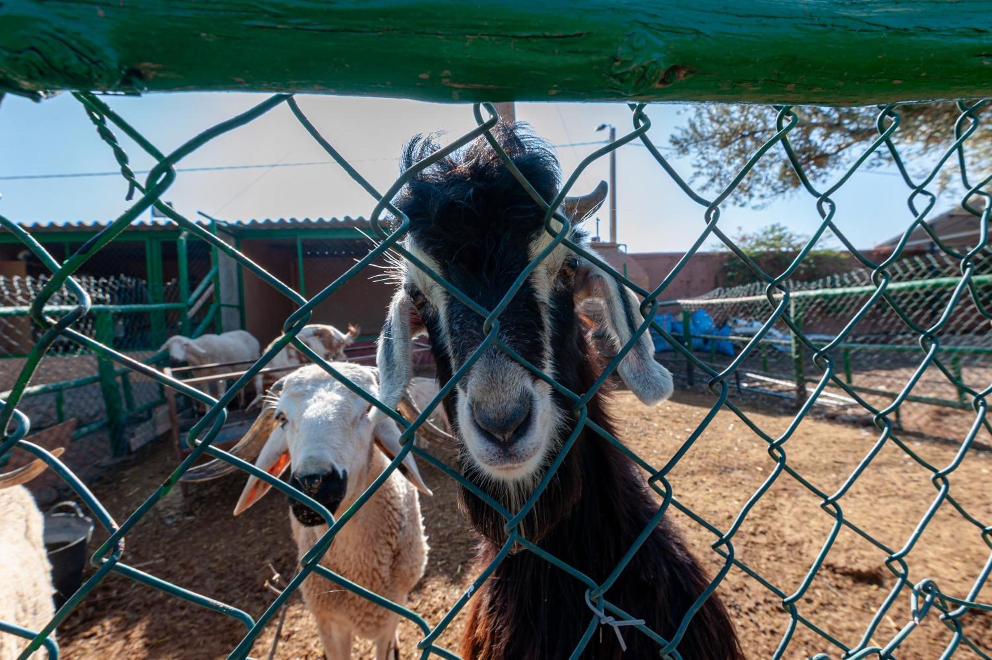 Ferme Sidi Safou & * Marrakesh