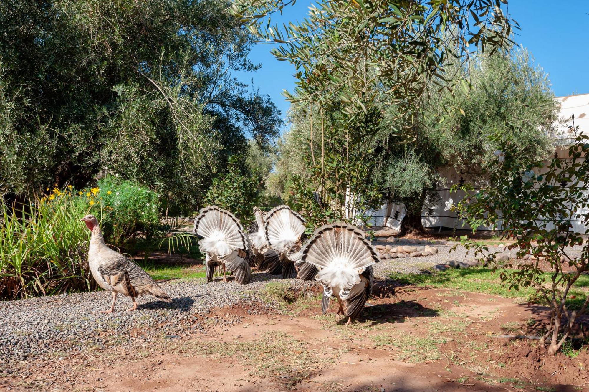 Vakantieboerderij Ferme Sidi Safou & Marrakesh
