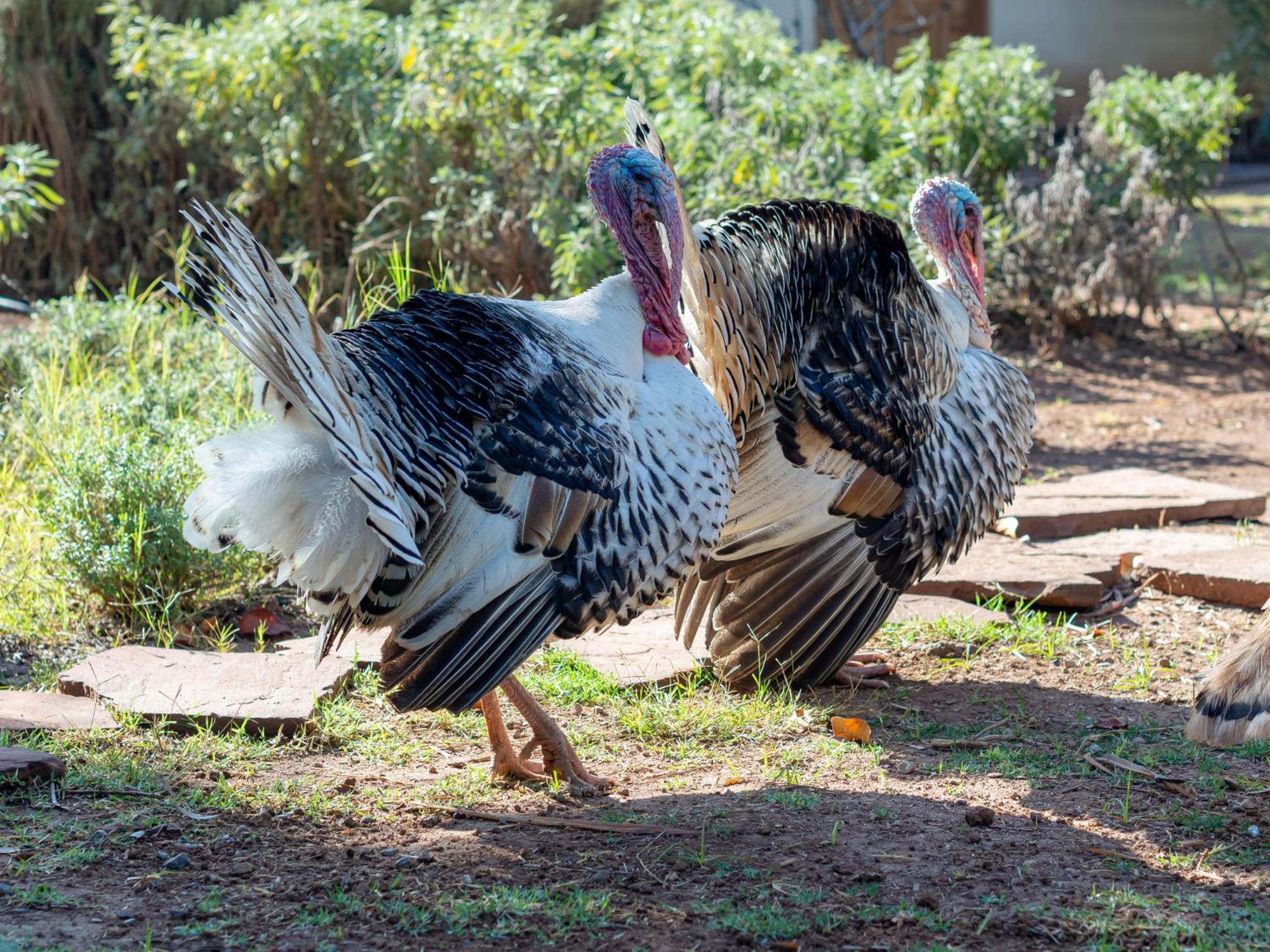 Ferme Sidi Safou & Vakantieboerderij