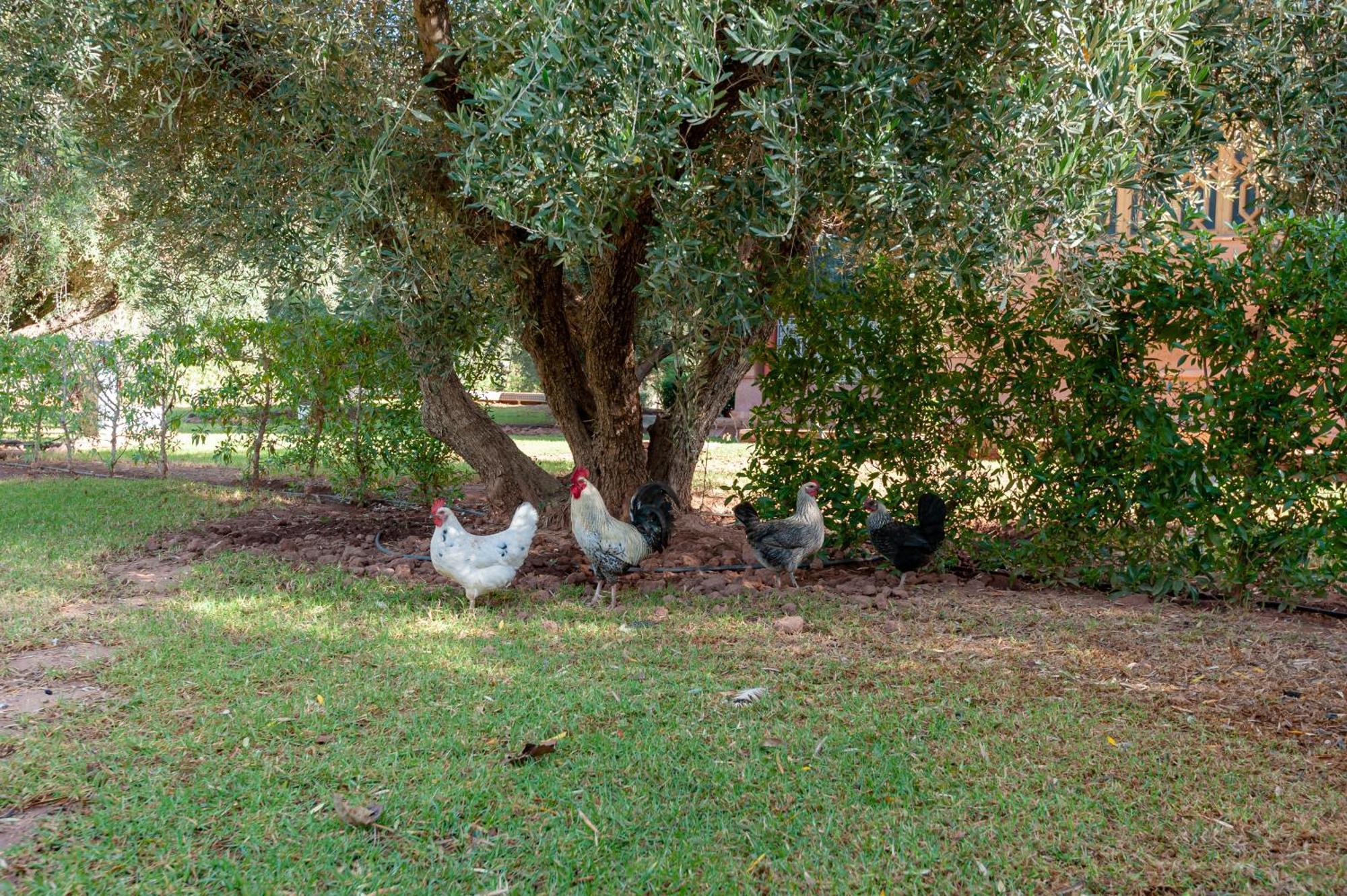 Ferme Sidi Safou &