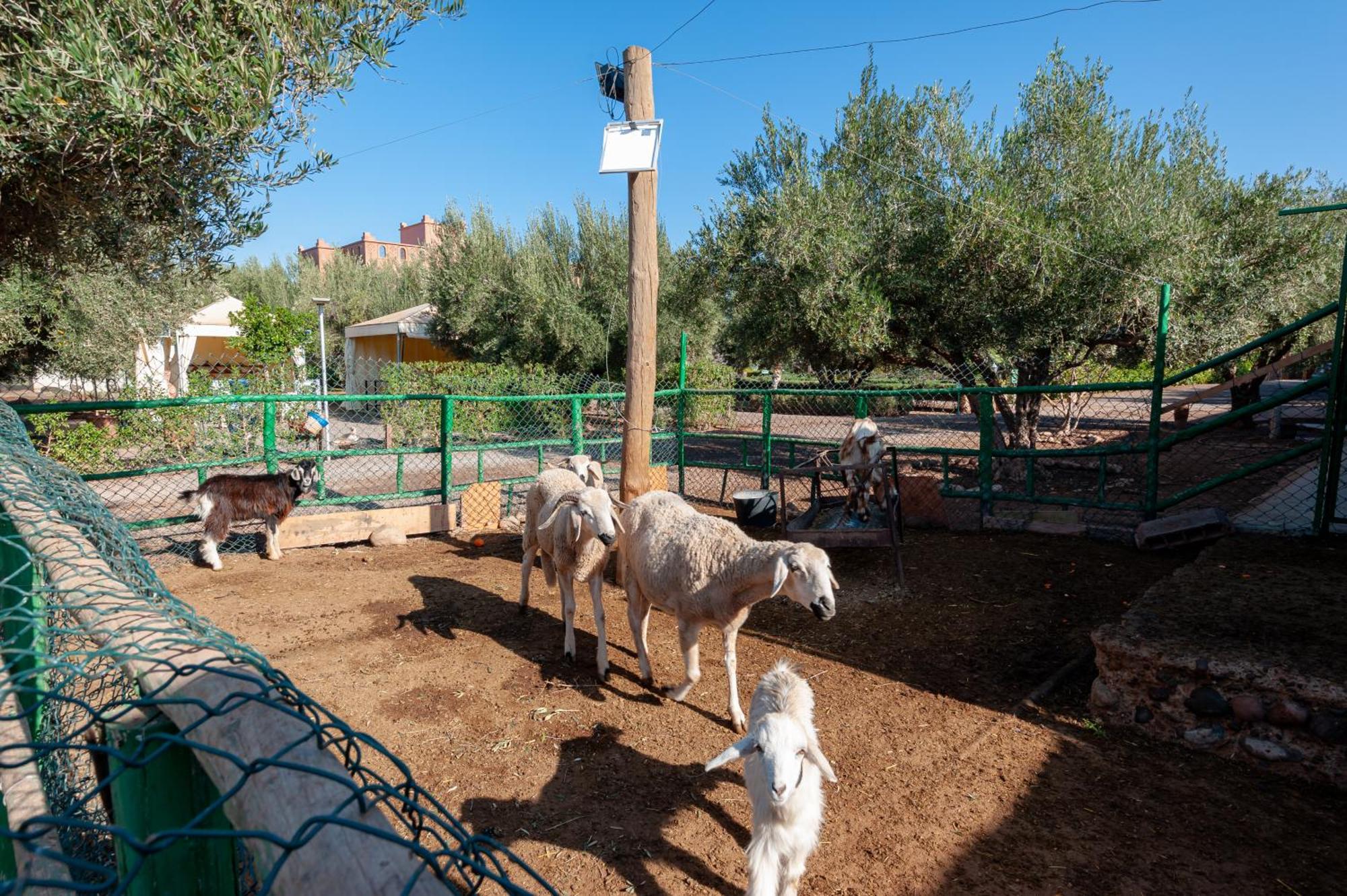 Ferme Sidi Safou *